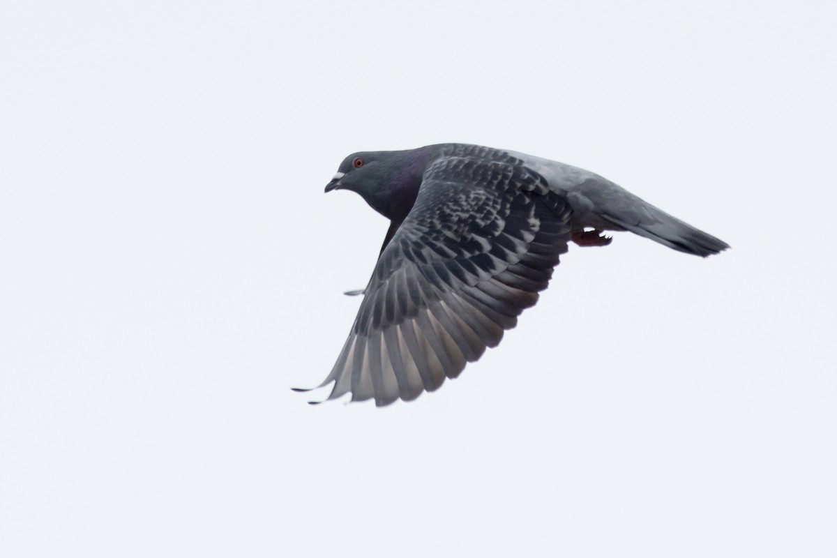 Rock Pigeon (Feral Pigeon) - Dan Forster