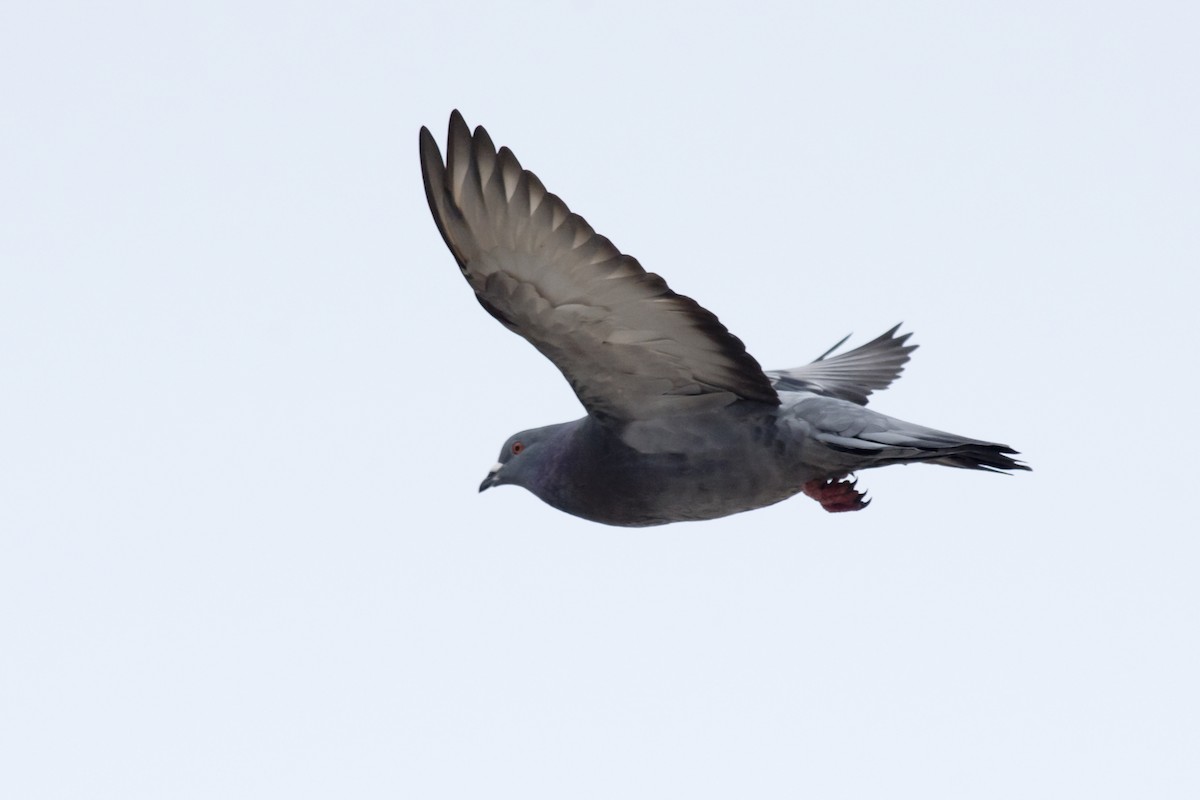 Rock Pigeon (Feral Pigeon) - Dan Forster