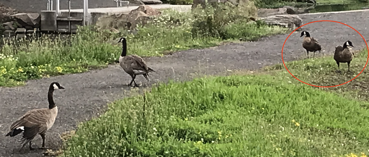 カナダガン（occidentalis／fulva） - ML608501338