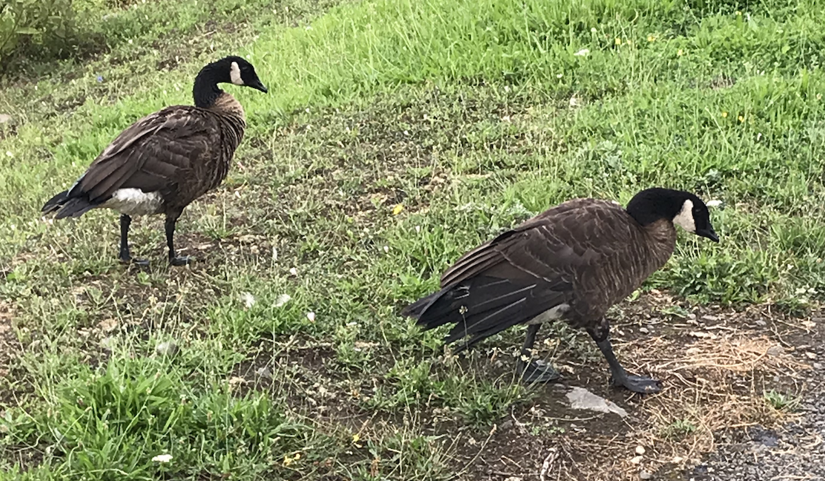 カナダガン（occidentalis／fulva） - ML608501339