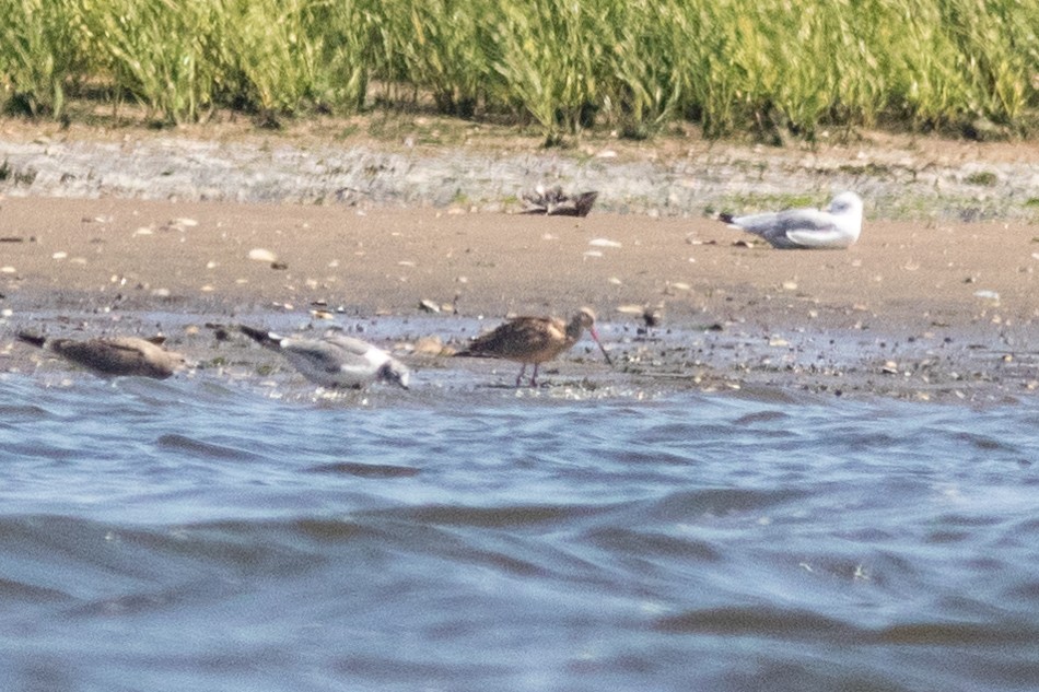 Marbled Godwit - ML608501521