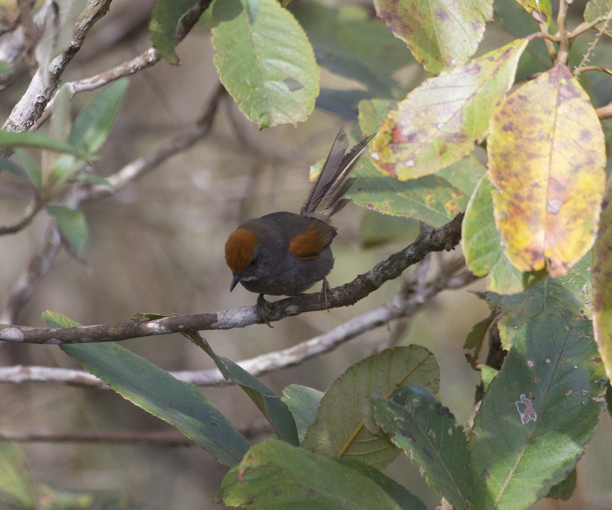 Rufous-capped Spinetail - ML608501589