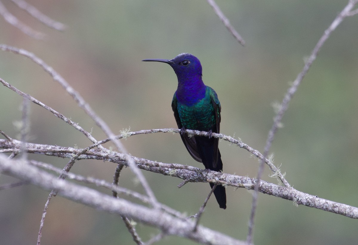 Swallow-tailed Hummingbird - ML608501632