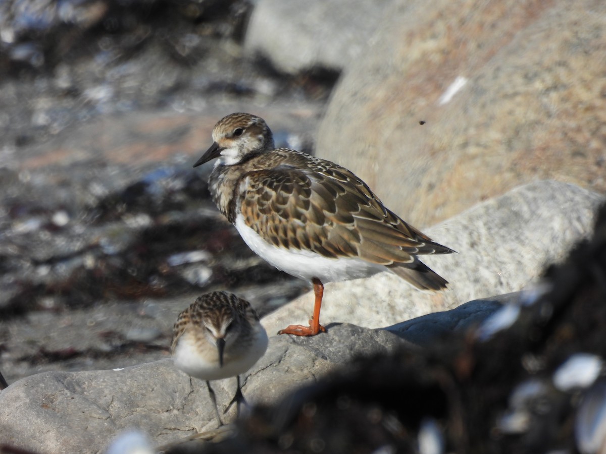 Ruddy Turnstone - ML608501649