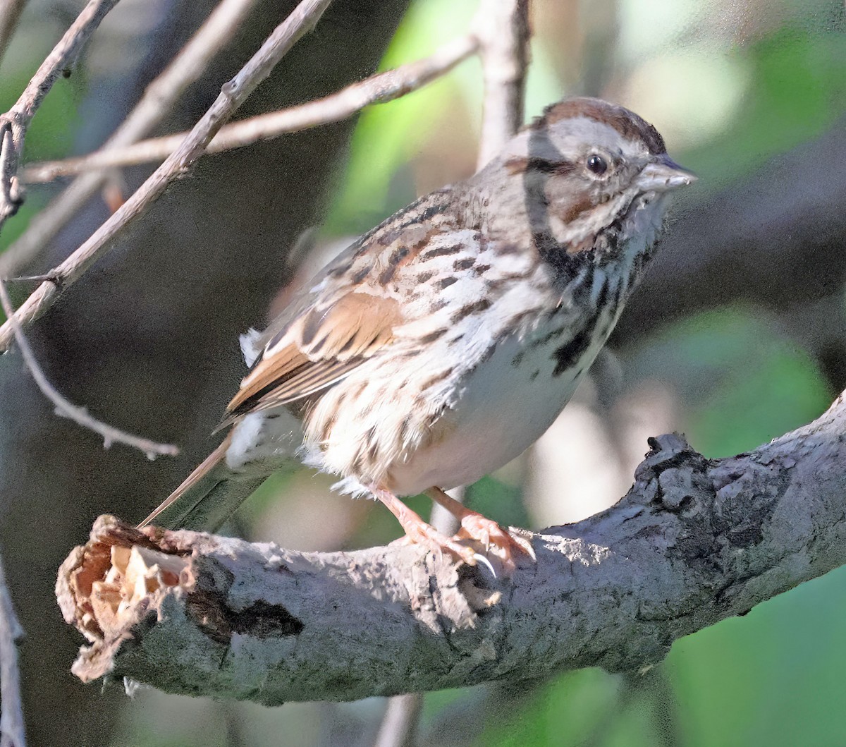 Song Sparrow - ML608501692