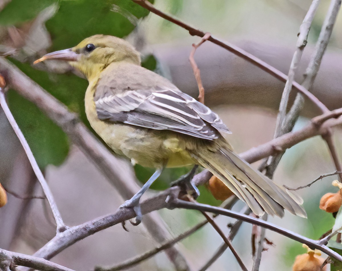 Oriole masqué - ML608501714