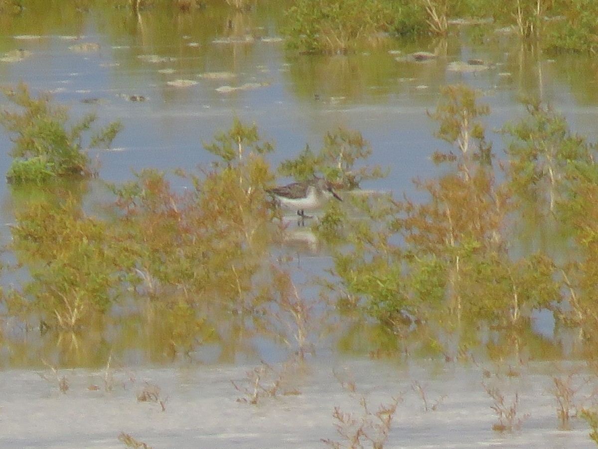 Semipalmated Sandpiper - ML608501839