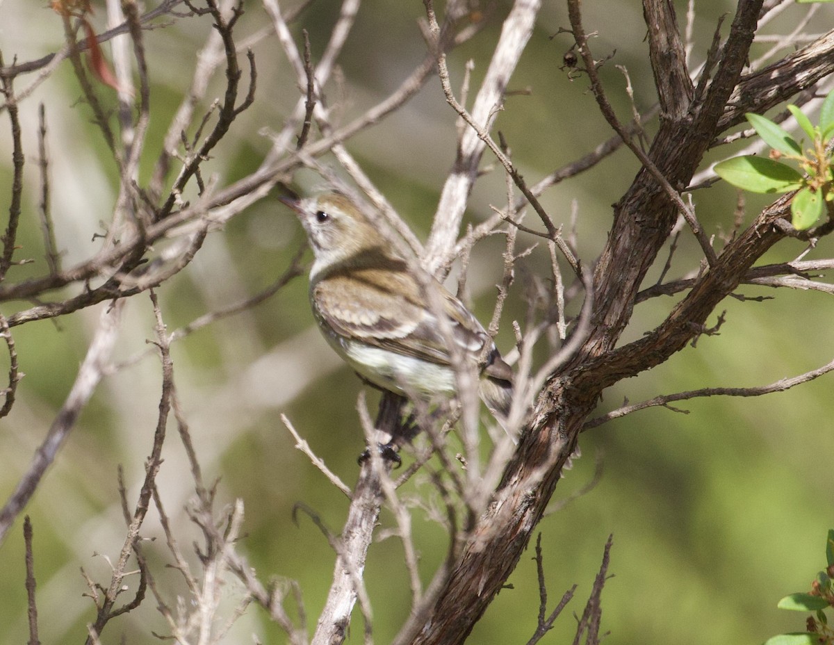 Southern Mouse-colored Tyrannulet - ML608501848