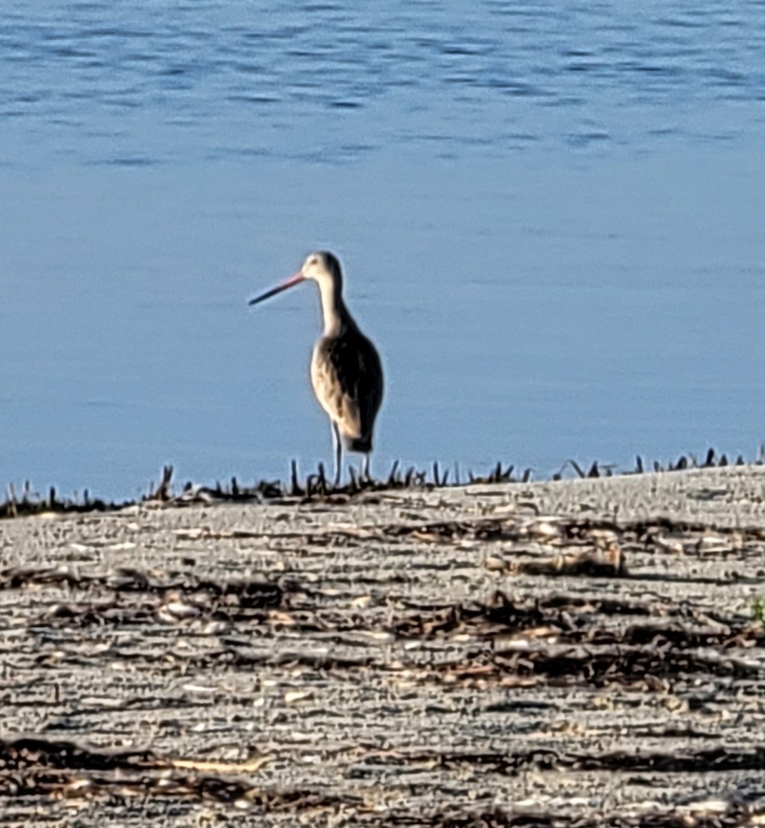 Marbled Godwit - ML608501977