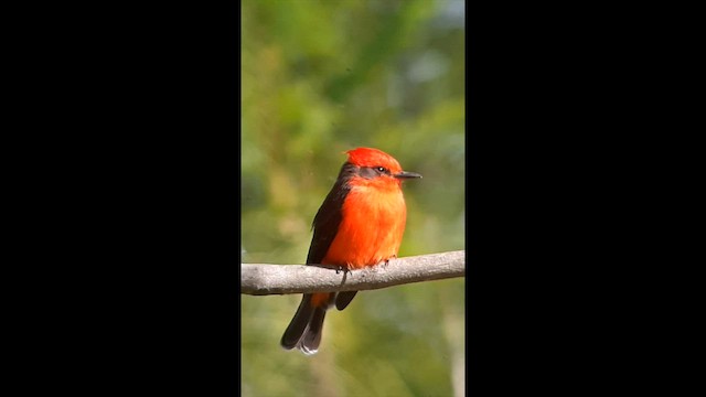 Vermilion Flycatcher - ML608502109