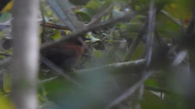 Chestnut-throated Spinetail - ML608502169