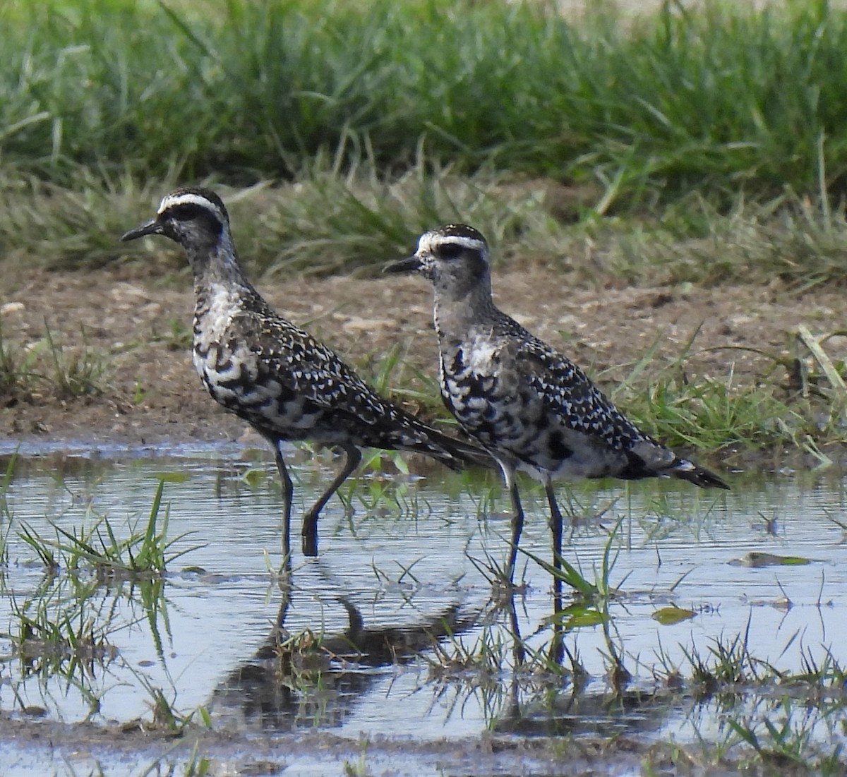 American Golden-Plover - ML608502215