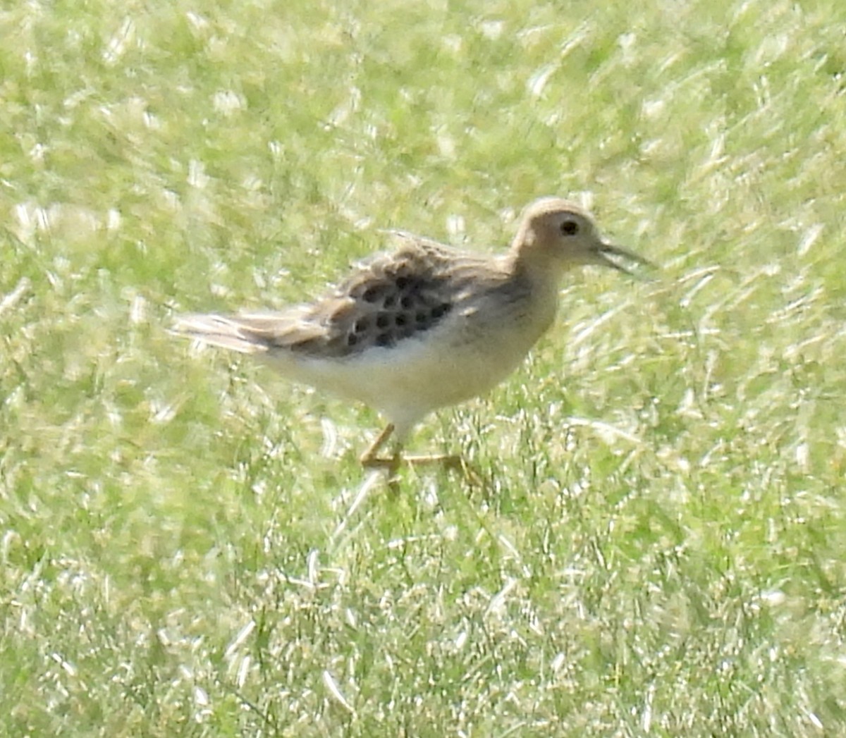 Buff-breasted Sandpiper - ML608502231