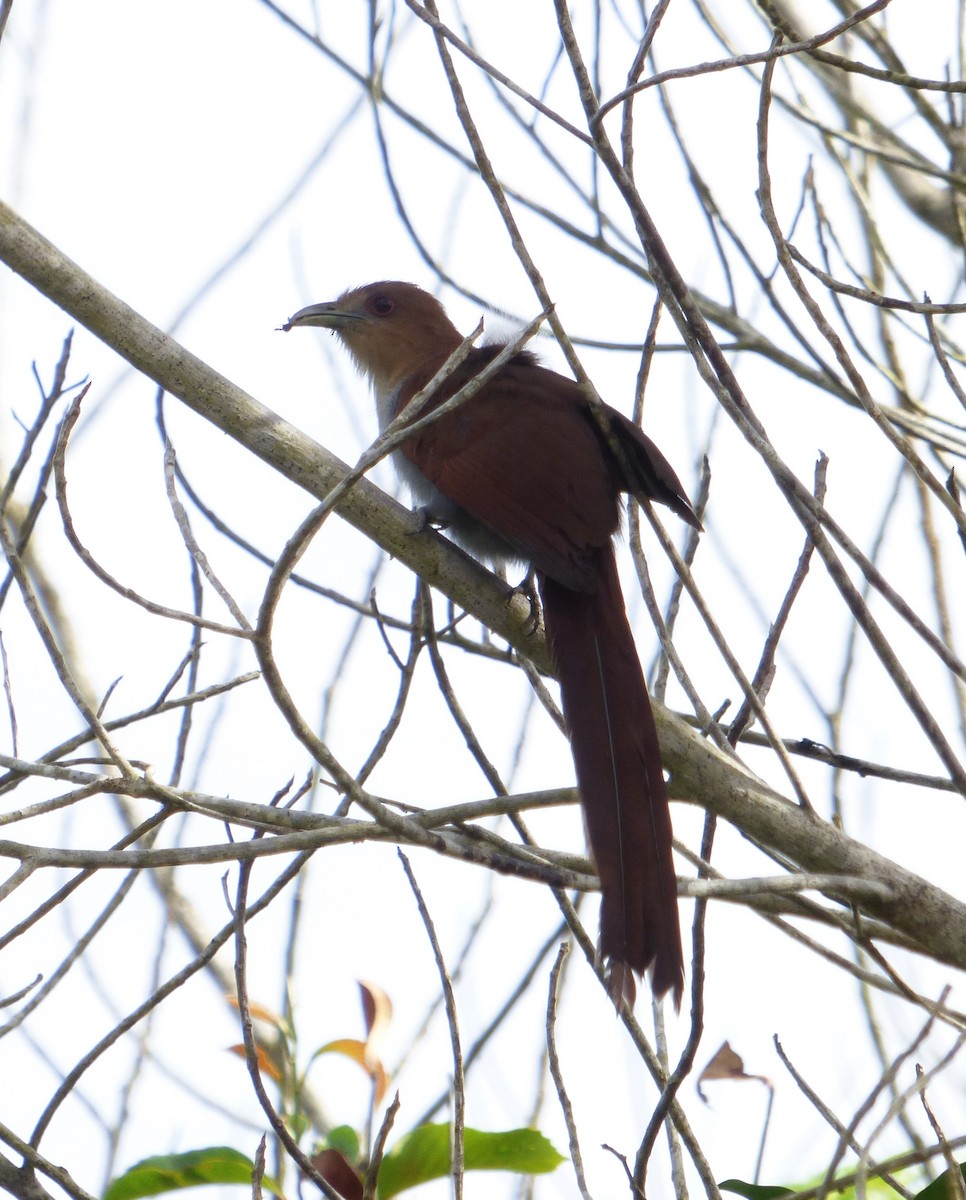 Squirrel Cuckoo - ML608502279