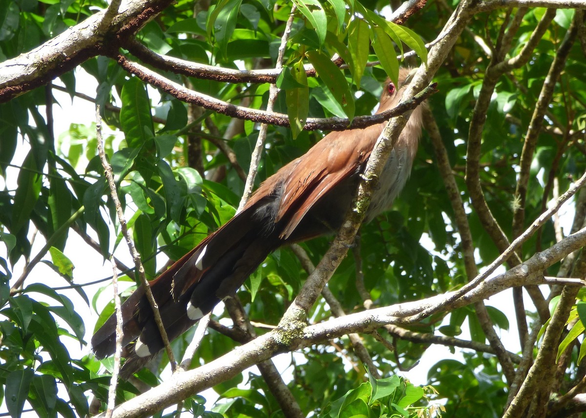 Squirrel Cuckoo - ML608502289