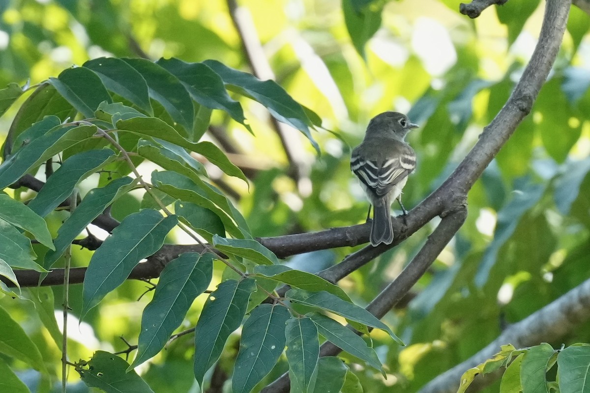 Least Flycatcher - ML608502317