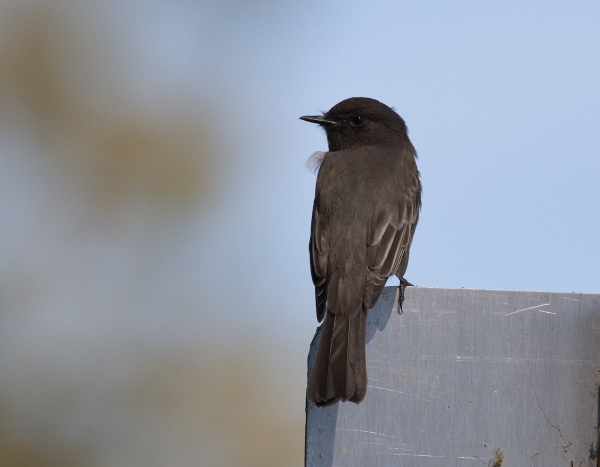 Black Phoebe - ML608502326