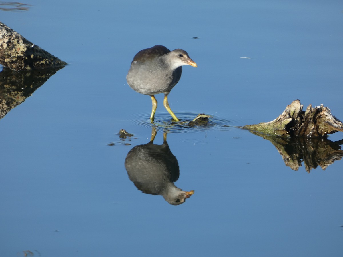 Common Gallinule - Marieta Manolova