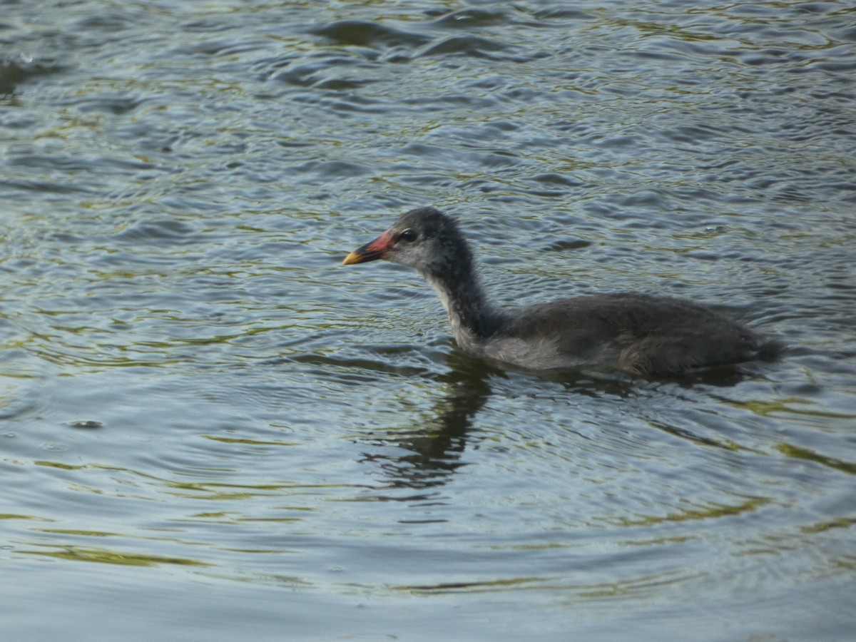 Common Gallinule - ML608502336