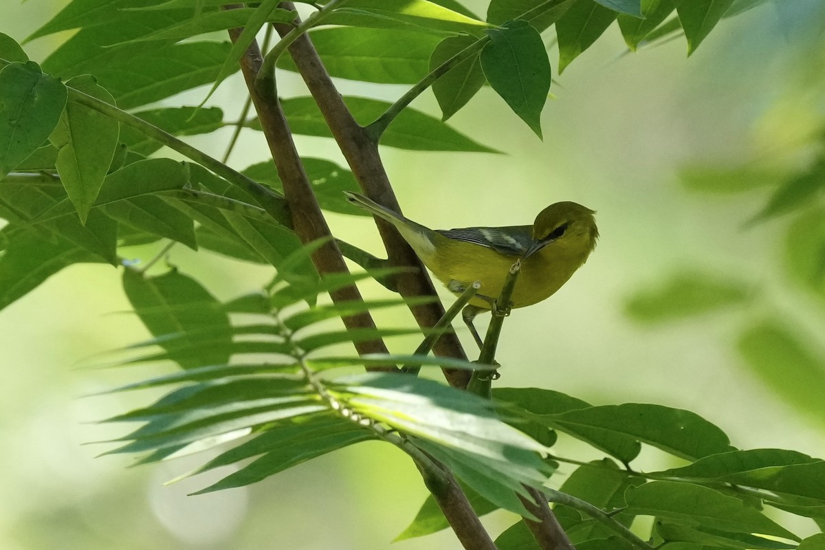 Blue-winged Warbler - ML608502428