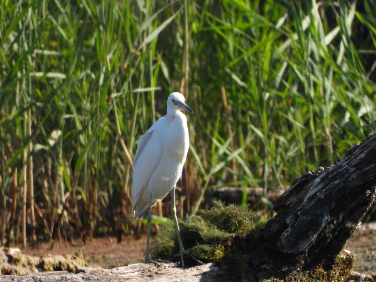 Little Blue Heron - ML608502541