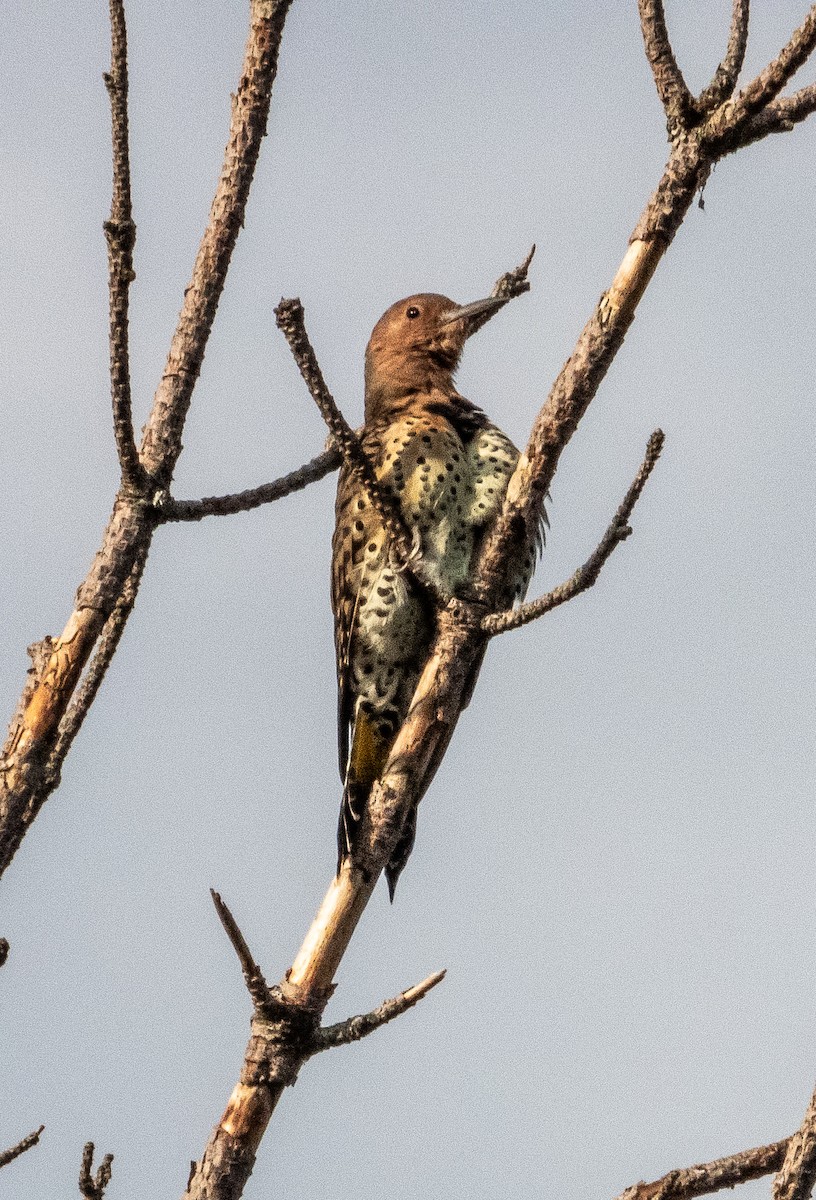 Northern Flicker - ML608502552