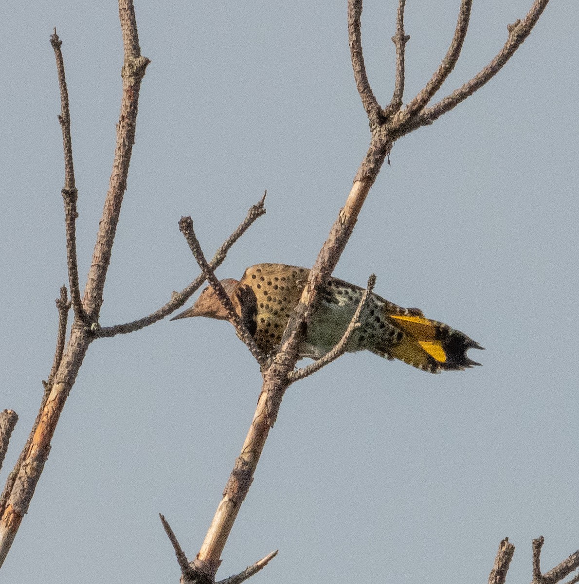 Northern Flicker - ML608502553