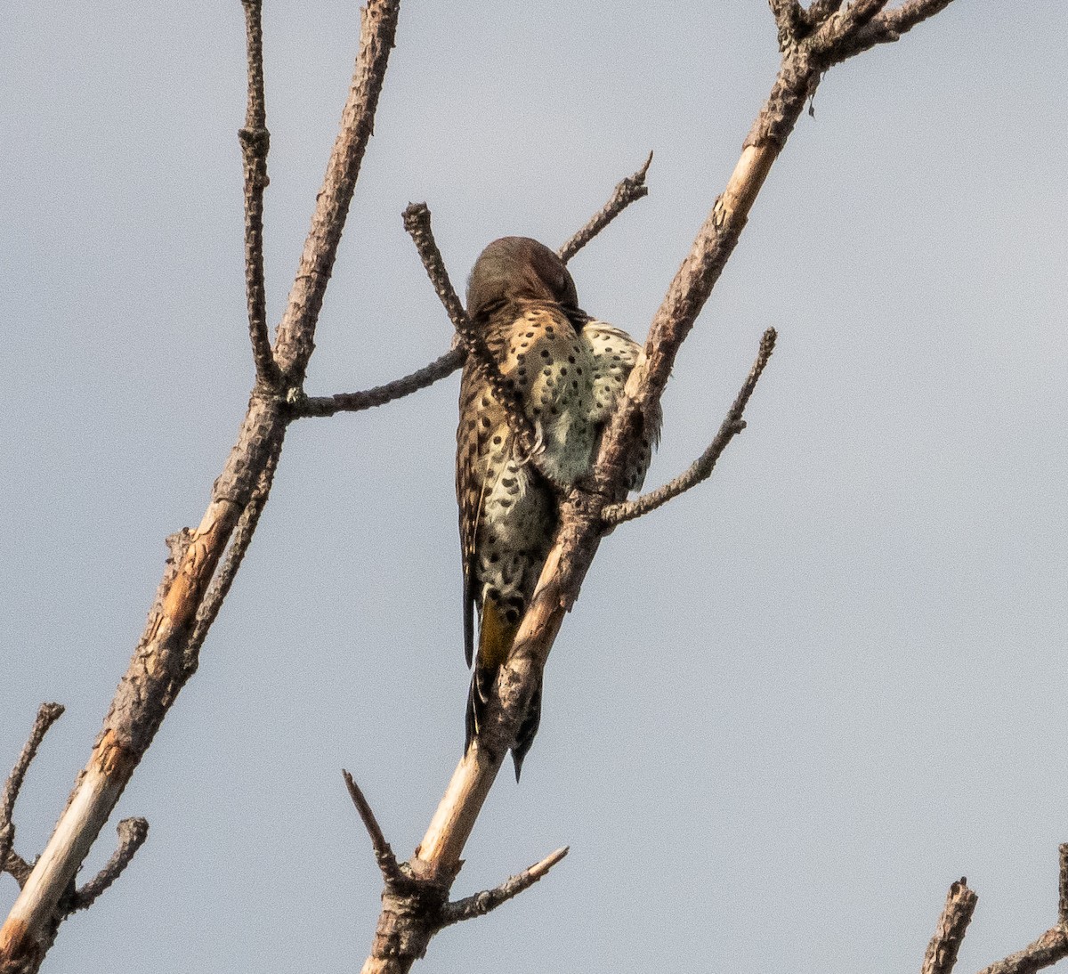 Northern Flicker - ML608502555