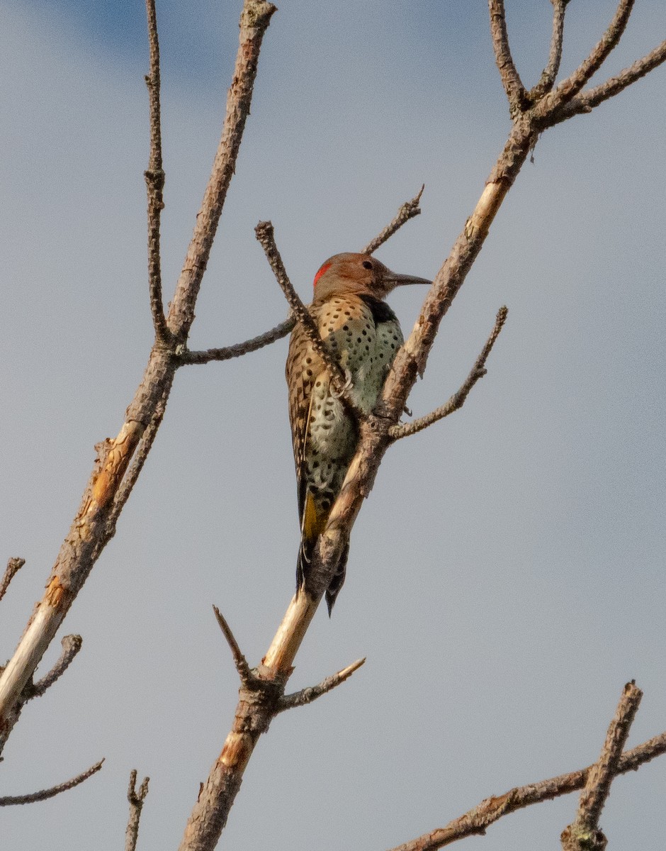 Northern Flicker - ML608502556