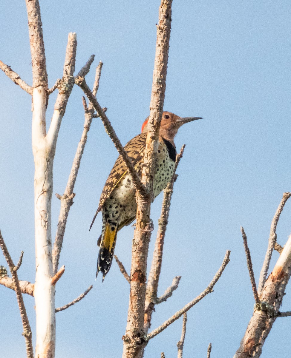 Northern Flicker - ML608502557