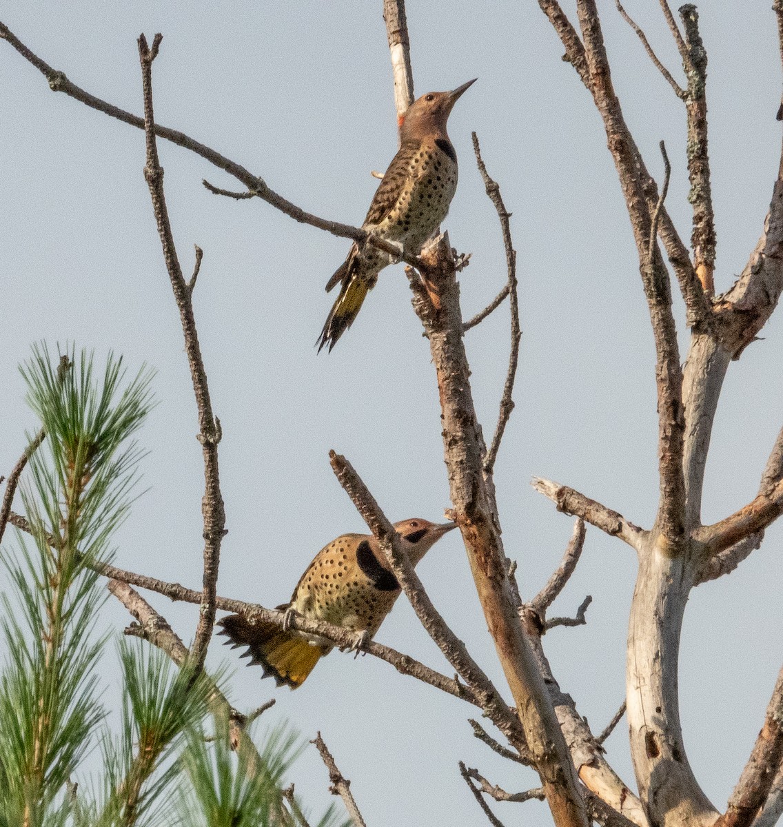 Northern Flicker - ML608502560