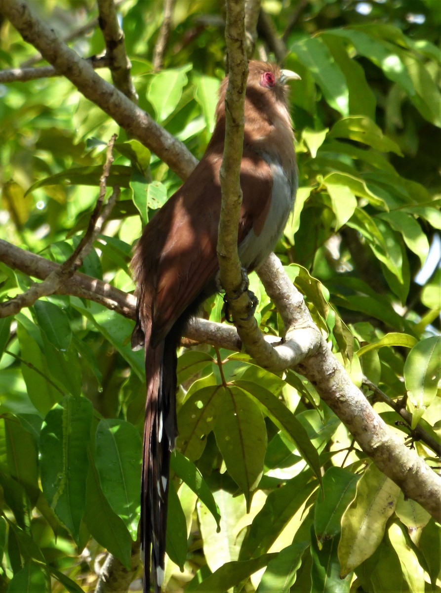 Squirrel Cuckoo - ML608502574