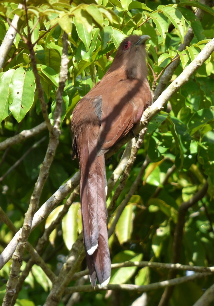 Squirrel Cuckoo - ML608502580