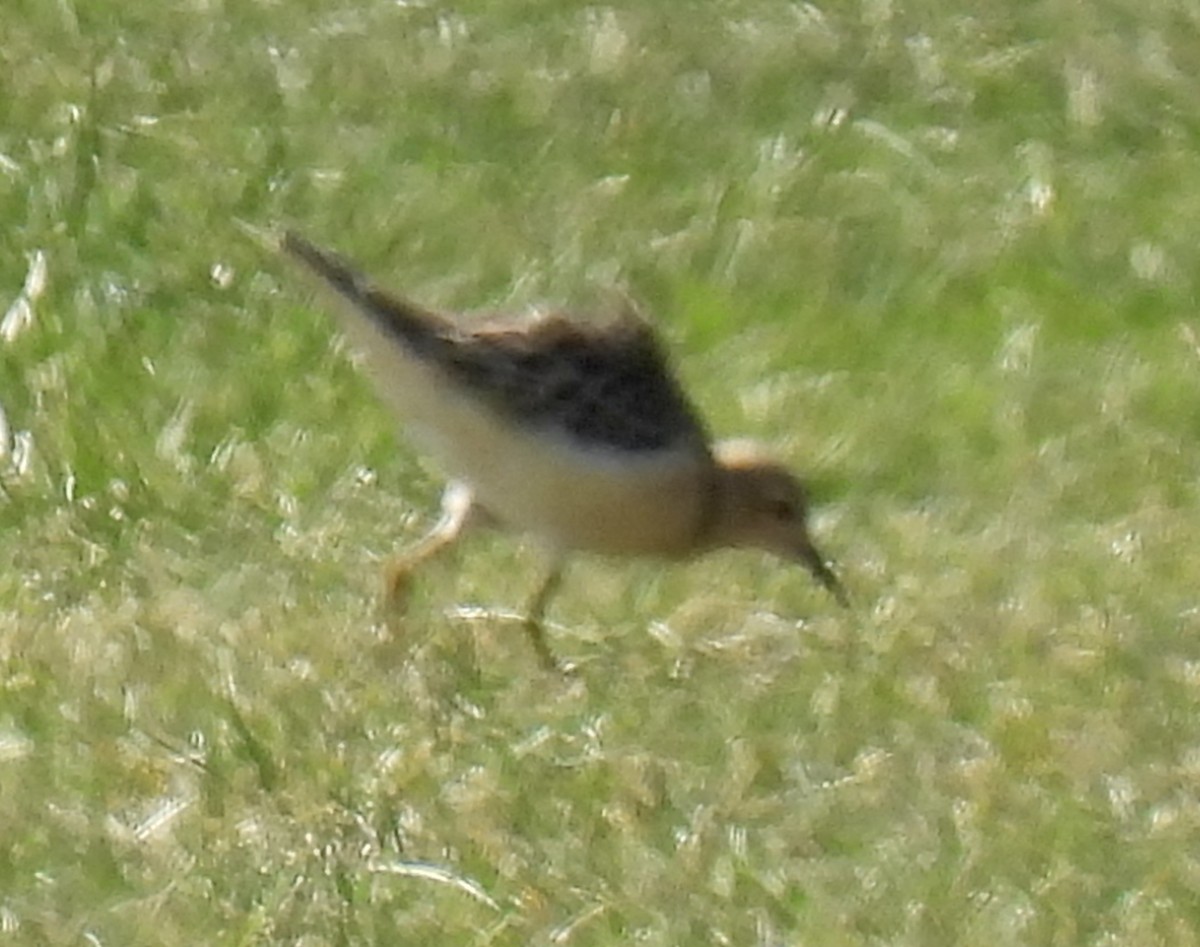 Buff-breasted Sandpiper - ML608502615