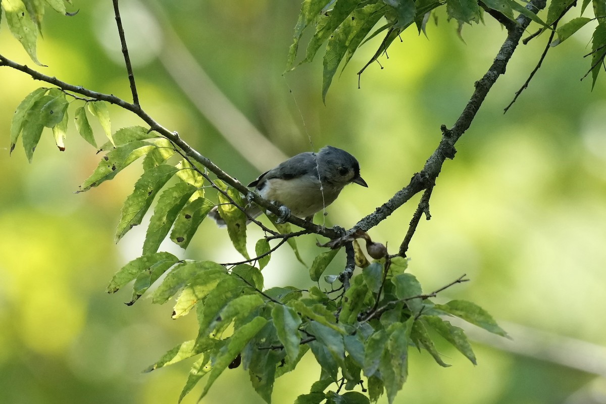 Tufted Titmouse - ML608502637