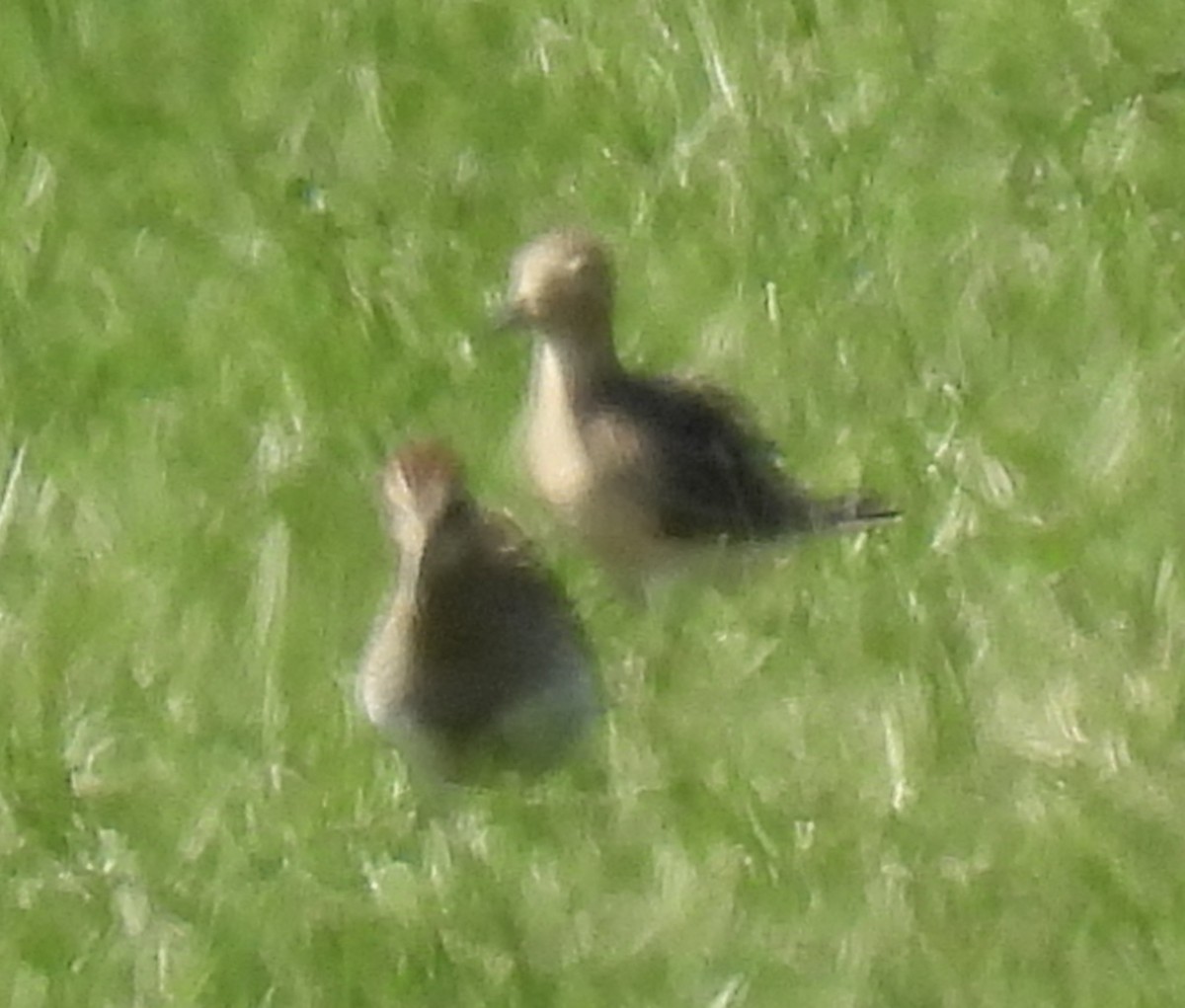 Pectoral Sandpiper - ML608502675