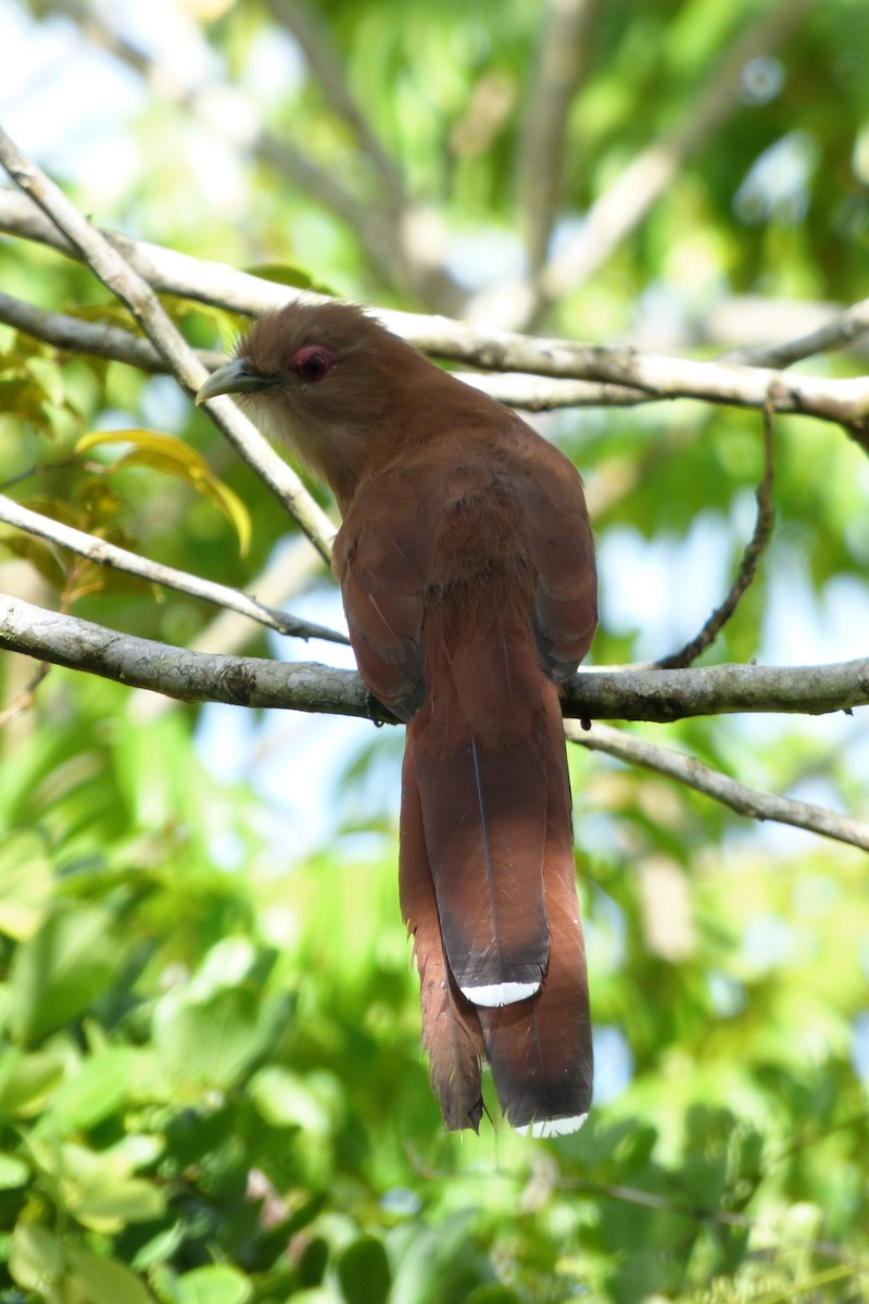 Squirrel Cuckoo - ML608502704