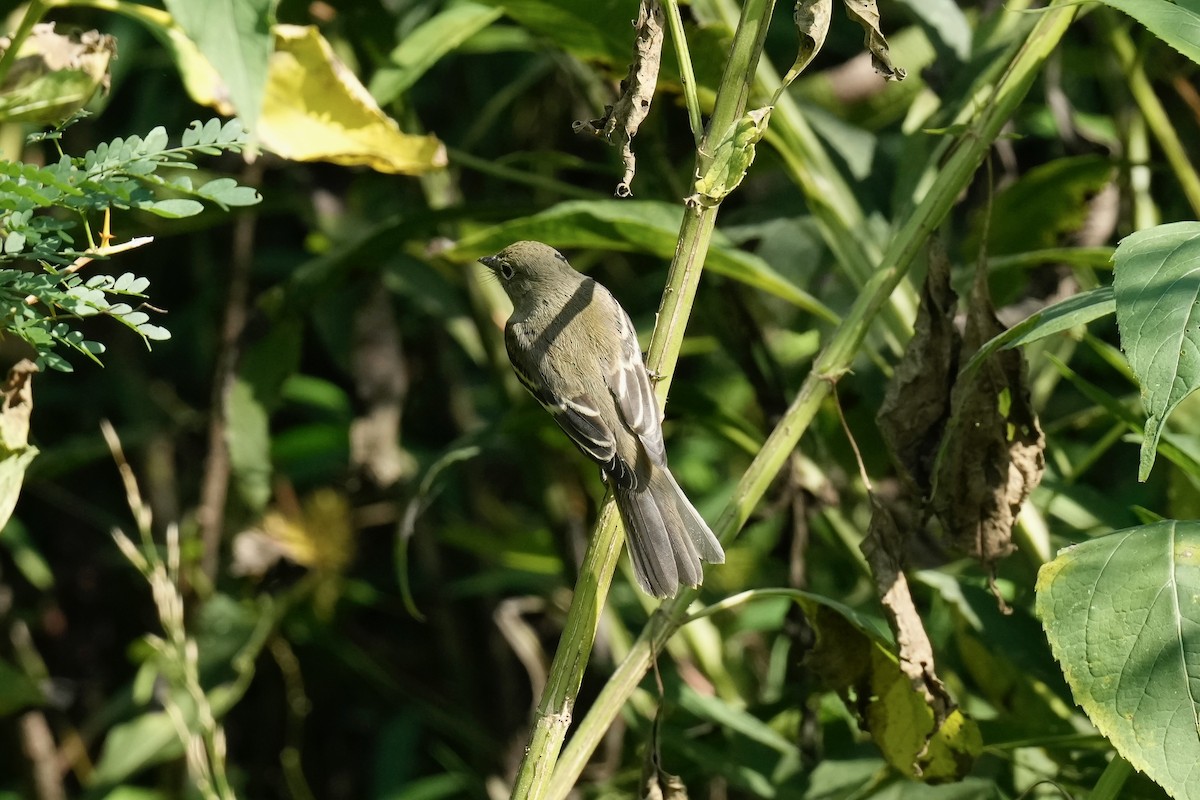Least Flycatcher - ML608502709