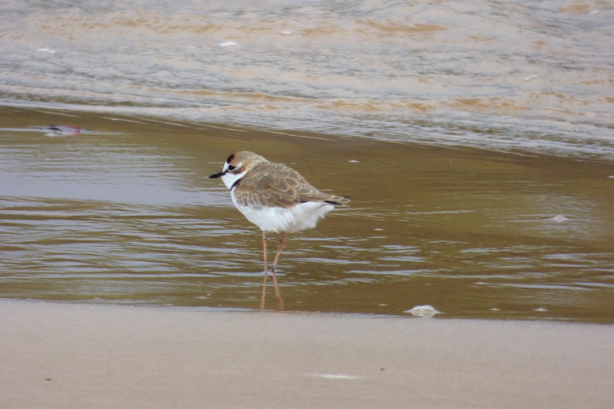 Collared Plover - ML608502964