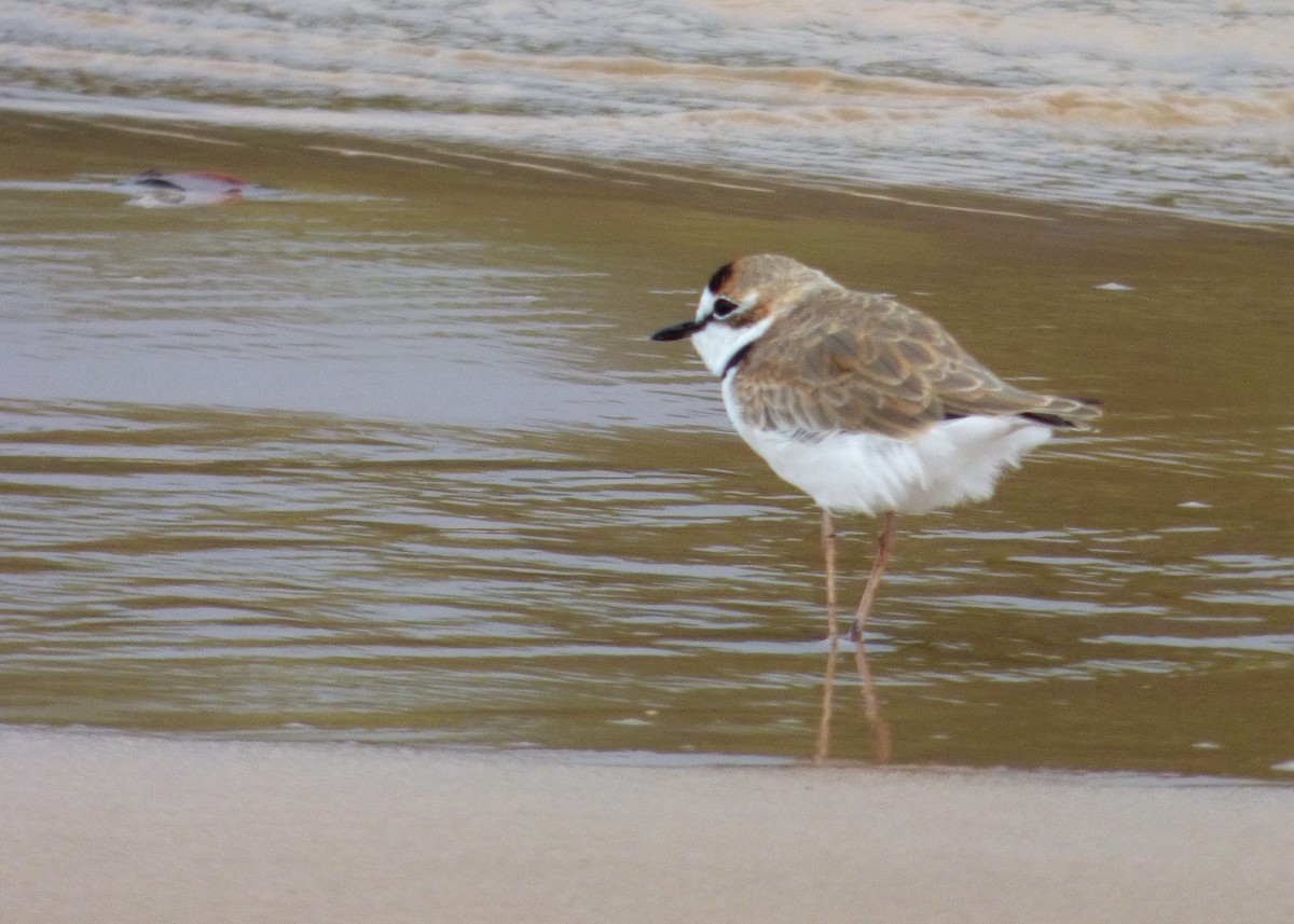 Collared Plover - ML608502966