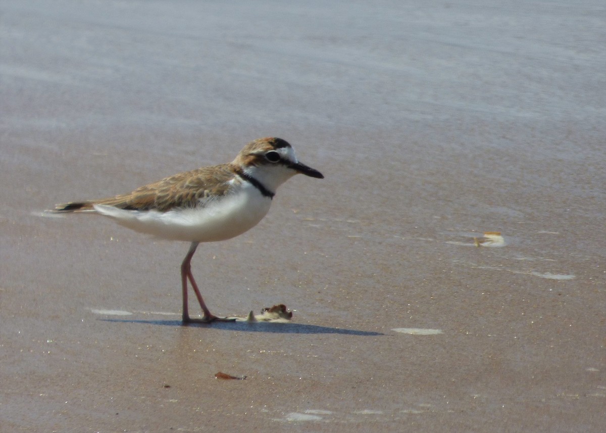 Collared Plover - ML608502983