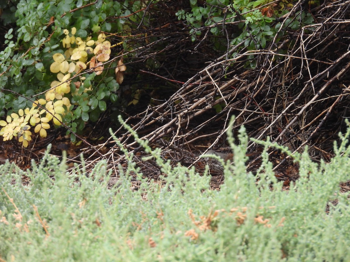 Fox Sparrow (Slate-colored) - ML608503099