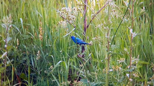 Indigo Bunting - ML608503125