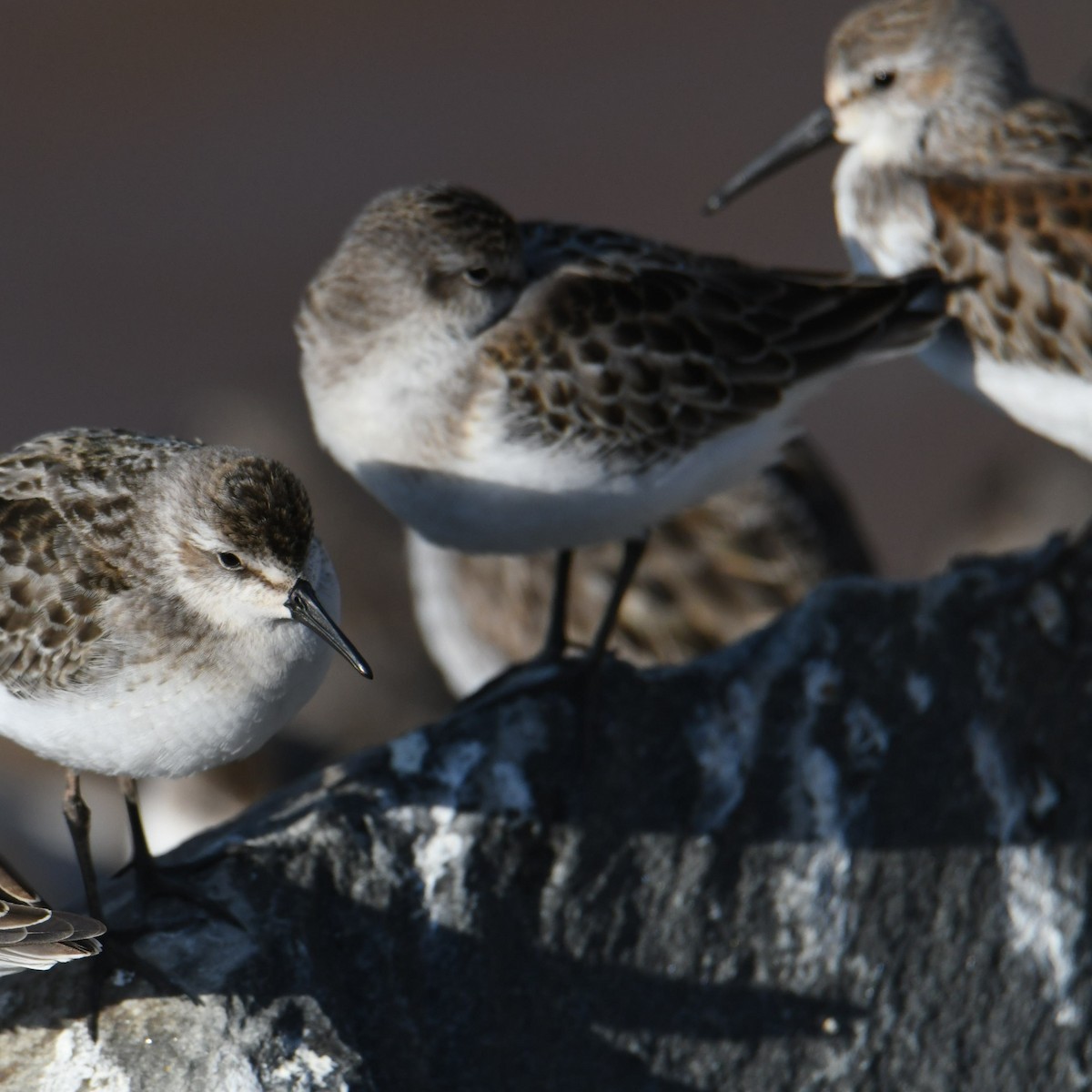 Western Sandpiper - ML608503128