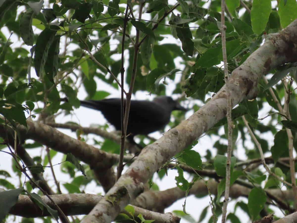 Flores Crow - ML608503145