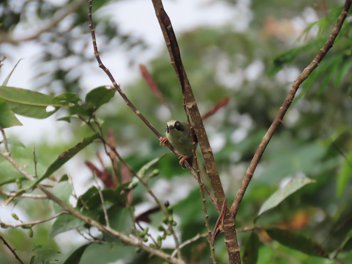 Flores White-eye - Jessie Williamson