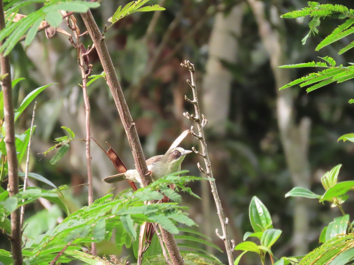 Flores White-eye - ML608503150