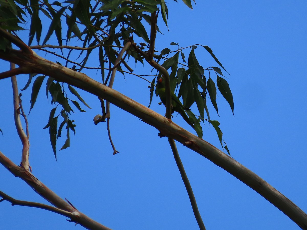 Leaf Lorikeet - ML608503195