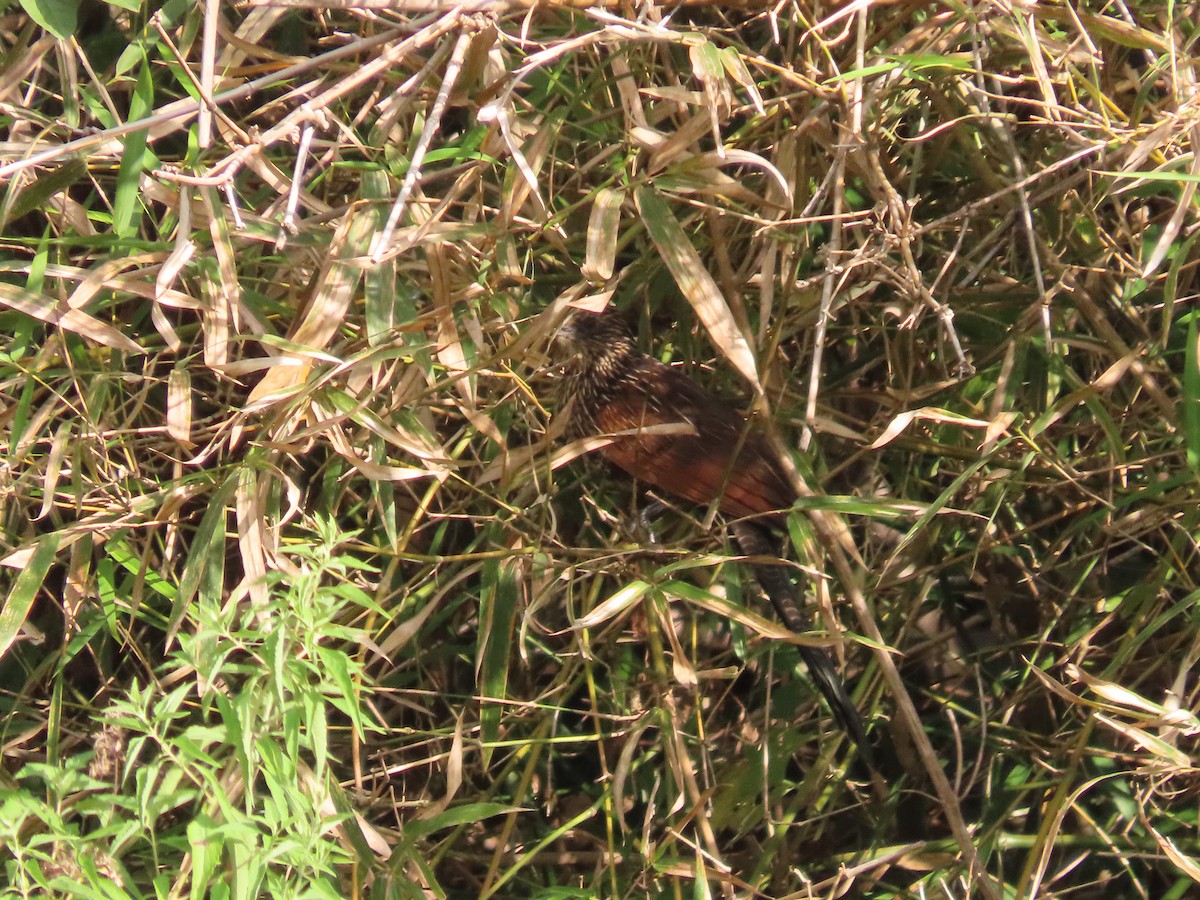 Lesser Coucal - ML608503200