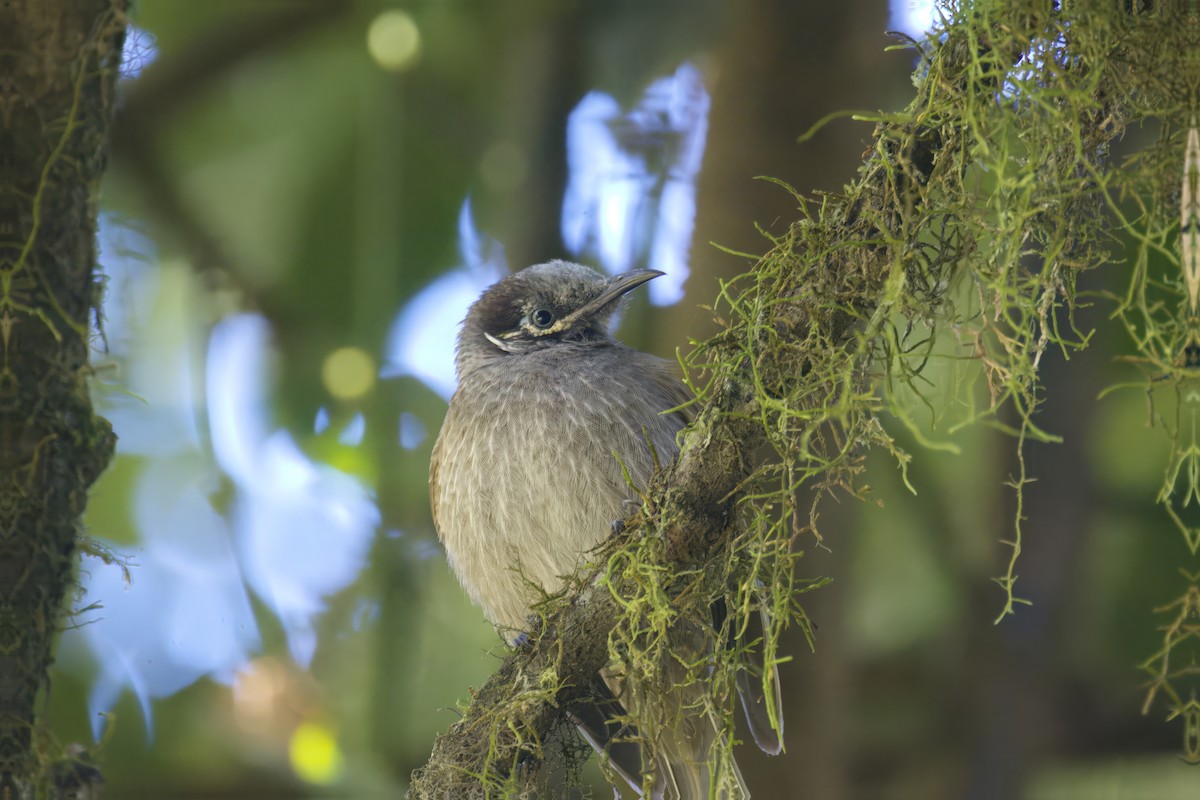 Eungella Honeyeater - Tom Tarrant